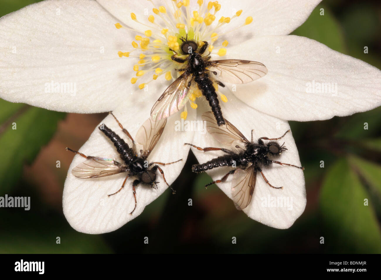 A St Mark's fly (Bibio nigriventris : Bibionidae), males assembling on a wood anemone, UK. Stock Photo