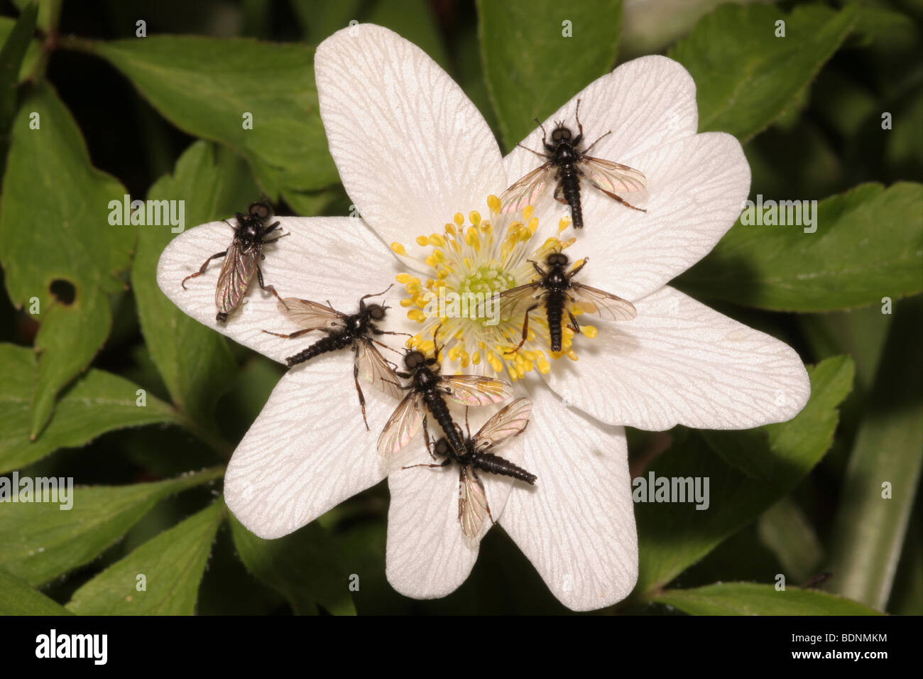 A St Mark's fly (Bibio nigriventris : Bibionidae), males assembling on a wood anemone (Anemone nemorosa), UK. Stock Photo