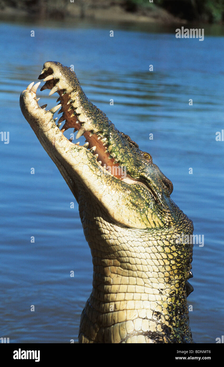 Saltwater Croc Australian Saltwater Crocodile in river Stock Photo - Alamy