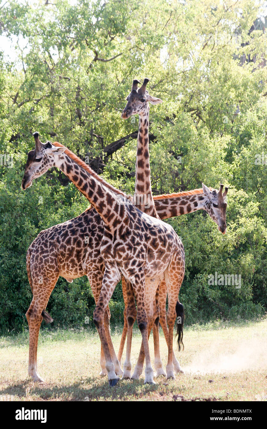 Africa, Tanzania, Serengeti National Park a herd of Masai Giraffe (Giraffa camelopardalis) Stock Photo