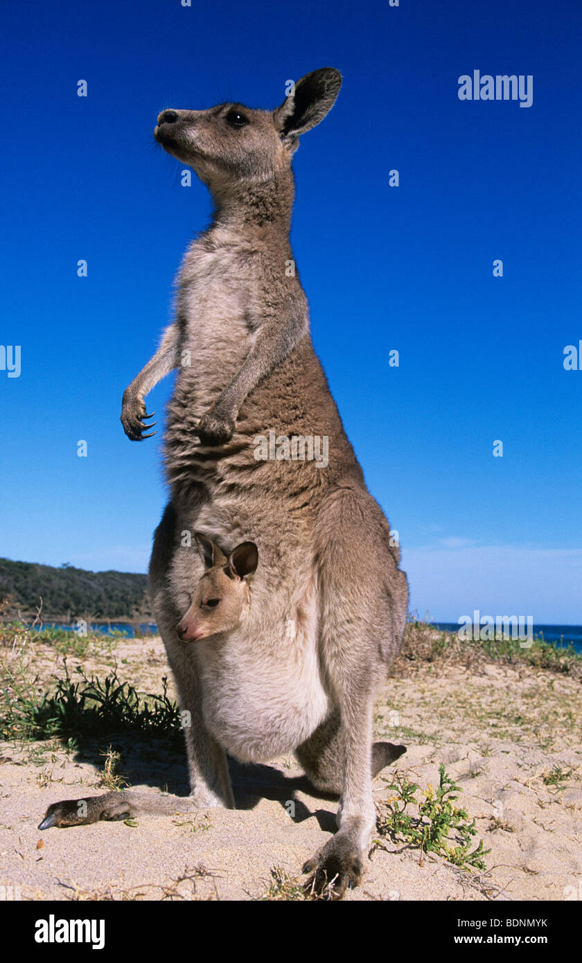 Kangaroo with joey in pouch on beach Stock Photo