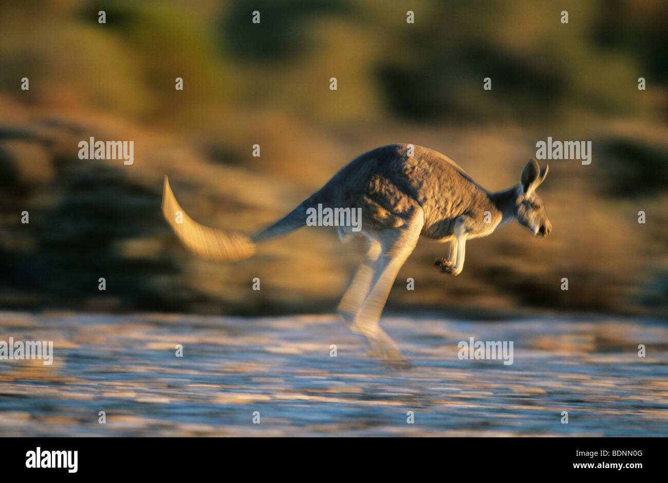 Kangaroo bouncing through desert Stock Photo