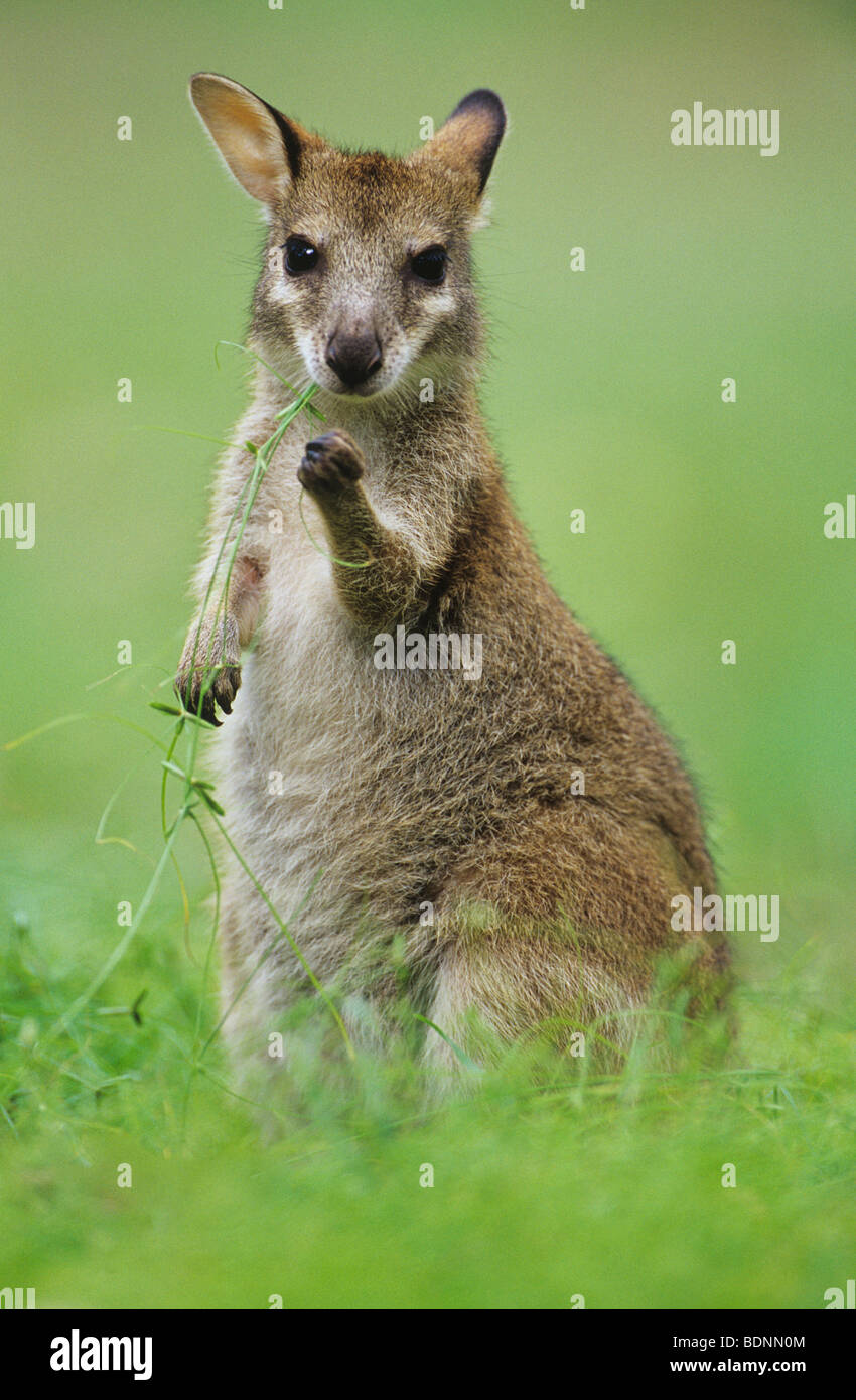 Joey Kangaroo in grass Stock Photo