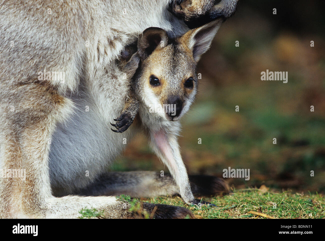 Joey Kangaroo with mother, close-up Stock Photo