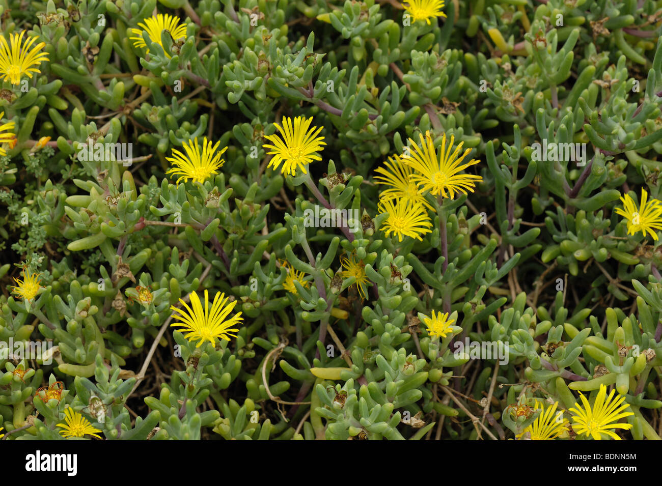 An ice plant Lampranthus citrinus in flower on Madeira Stock Photo