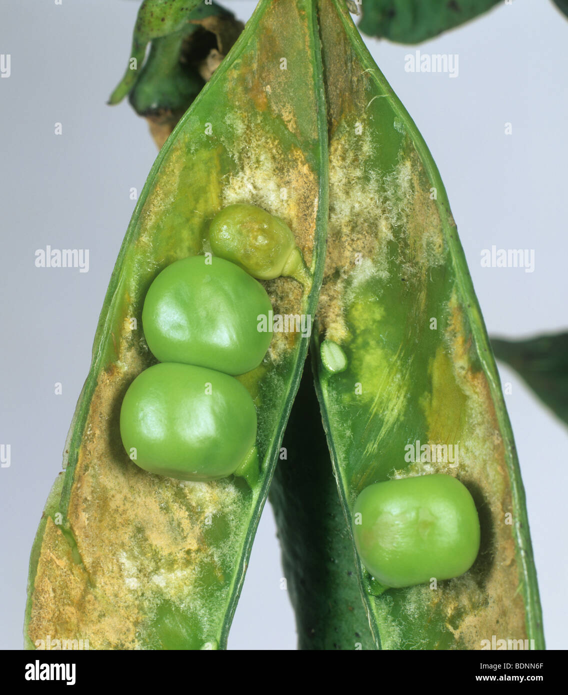 Open pea pod to show mycelium and effects of downy mildew (Peronospora pisi) Stock Photo