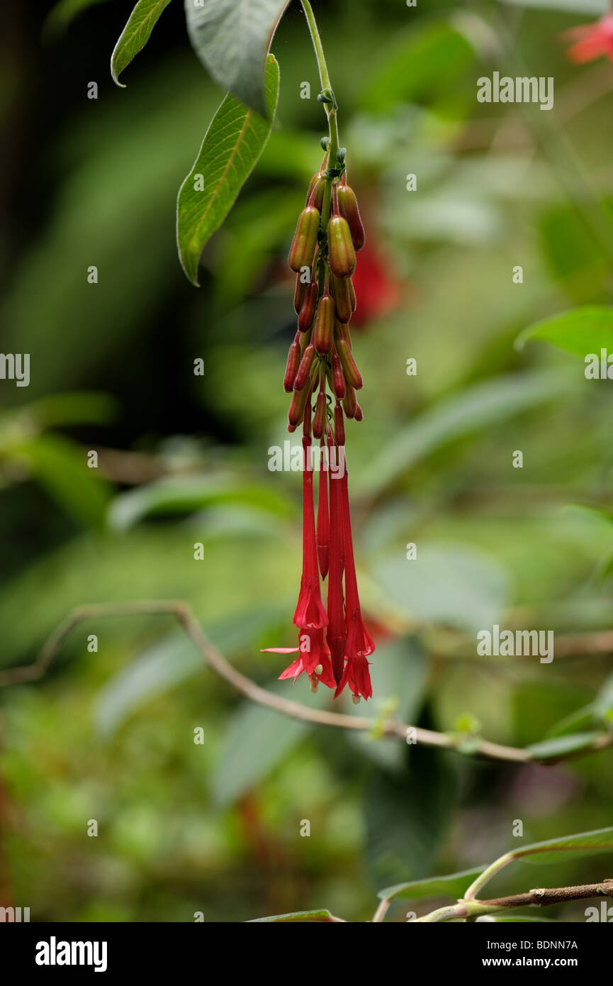 Fuchsia flowering in the Botanical Gardens in Funchal, Madeira Stock Photo