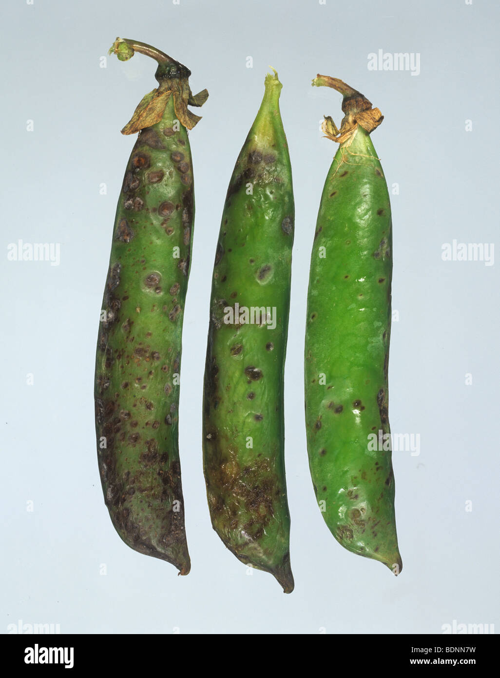 Leaf & pod spot (Mycosphaerella pinodes) lesions on mature pea pods Stock Photo