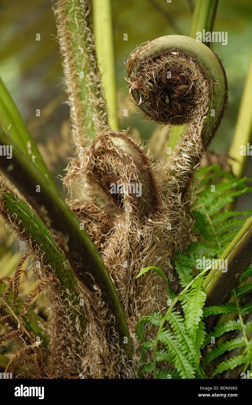 Young fronds of an Australian tree fern (Dicksonia antarctica) unfurling, Madeira Stock Photo