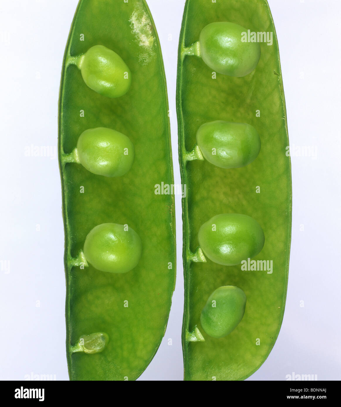 Pea seedborne mosaic virus (PSbMV) seed shape and size in mature opened pods Stock Photo