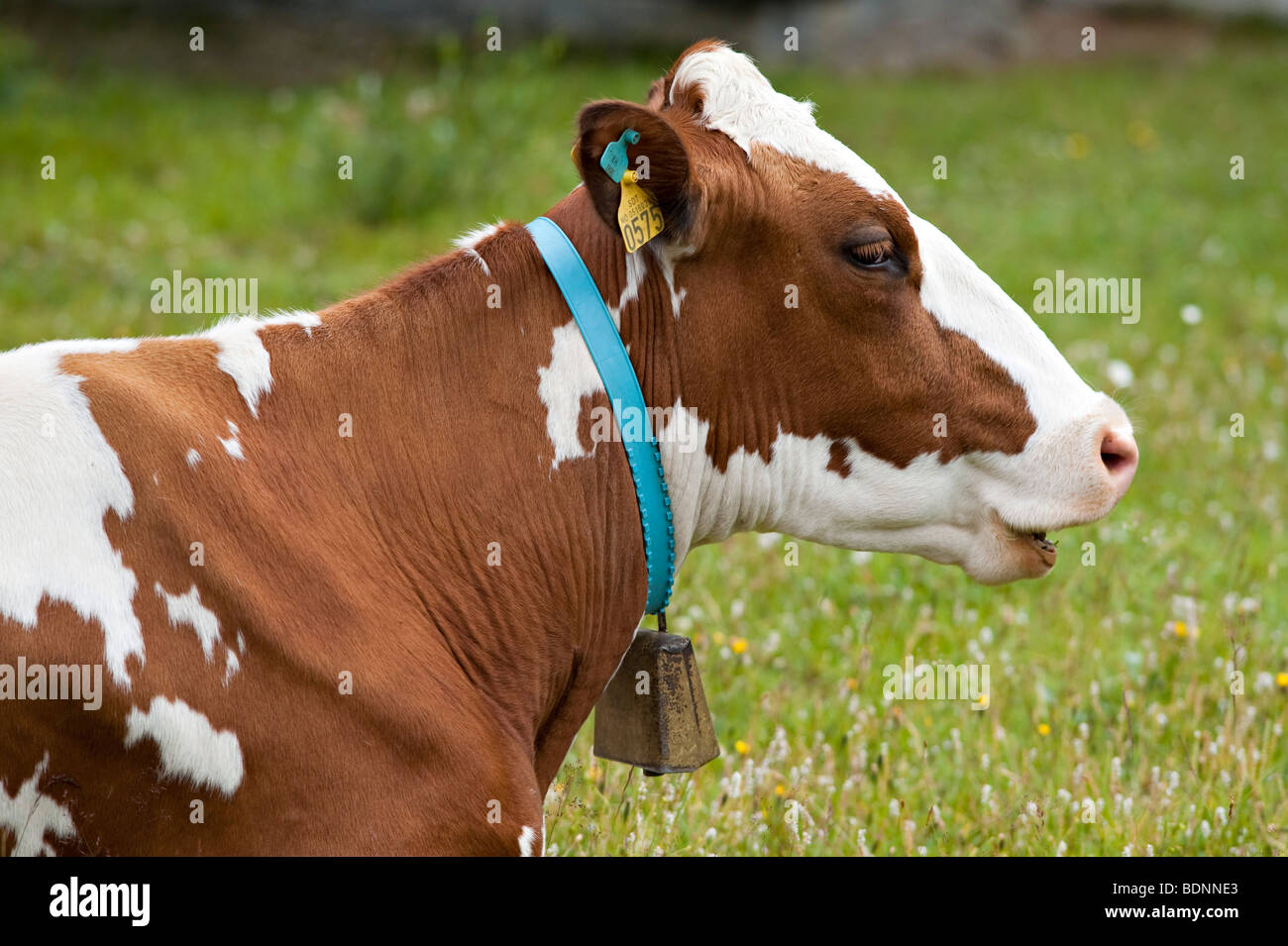 High in the mountains in the Gudbrandsdalen region of Norway, a dairy cow wears a cowbell around its neck Stock Photo