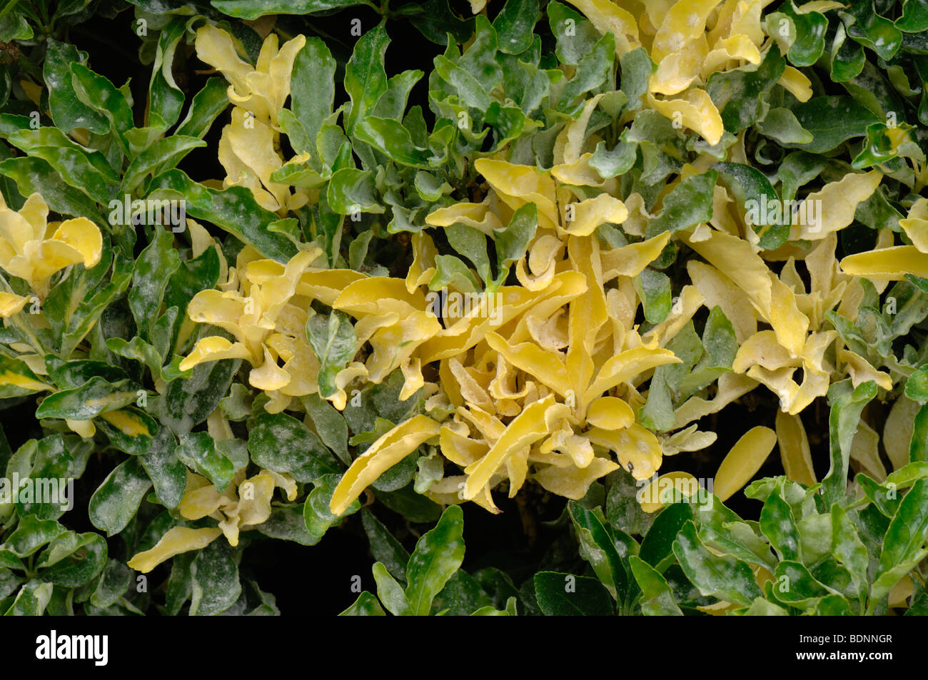 Powdery mildew (Oidium euonymijaponici) infection on a Euonymus