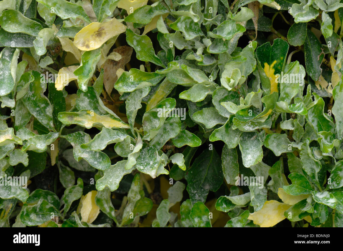 Powdery mildew (Oidium euonymijaponici) infection on a Euonymus