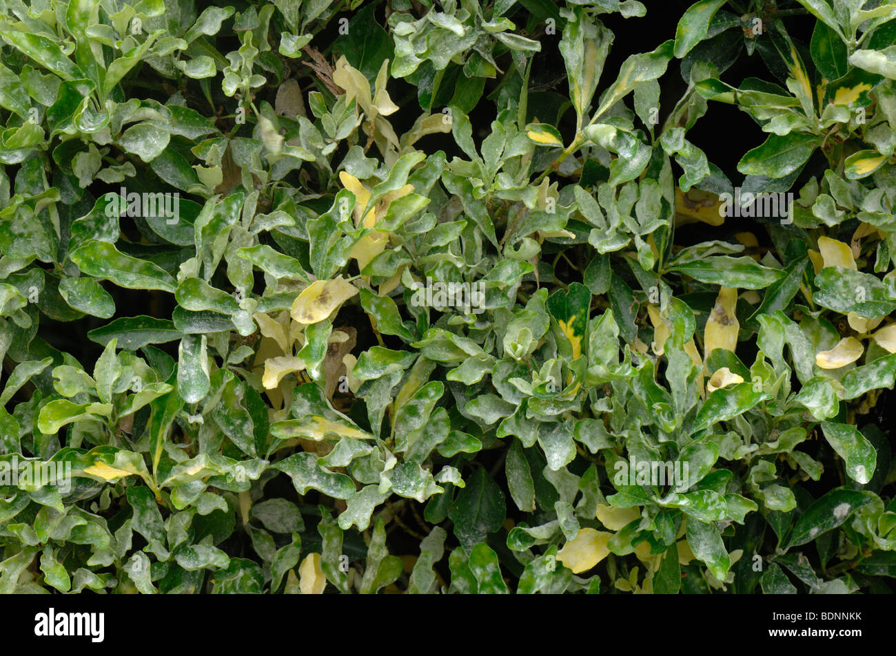Powdery mildew (Oidium euonymi-japonici) infection on a Euonymus fortunei shrub Stock Photo