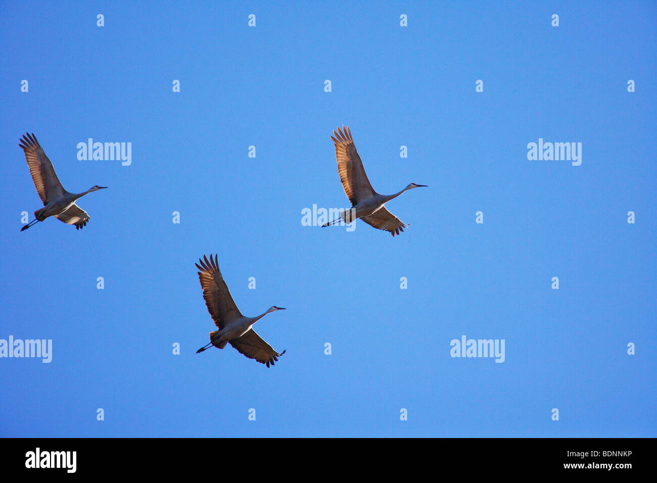 FLOCK OF SANDHILL CRANES FLYING WINTER MIGRATION BLUE SKY ALABAMA Stock Photo