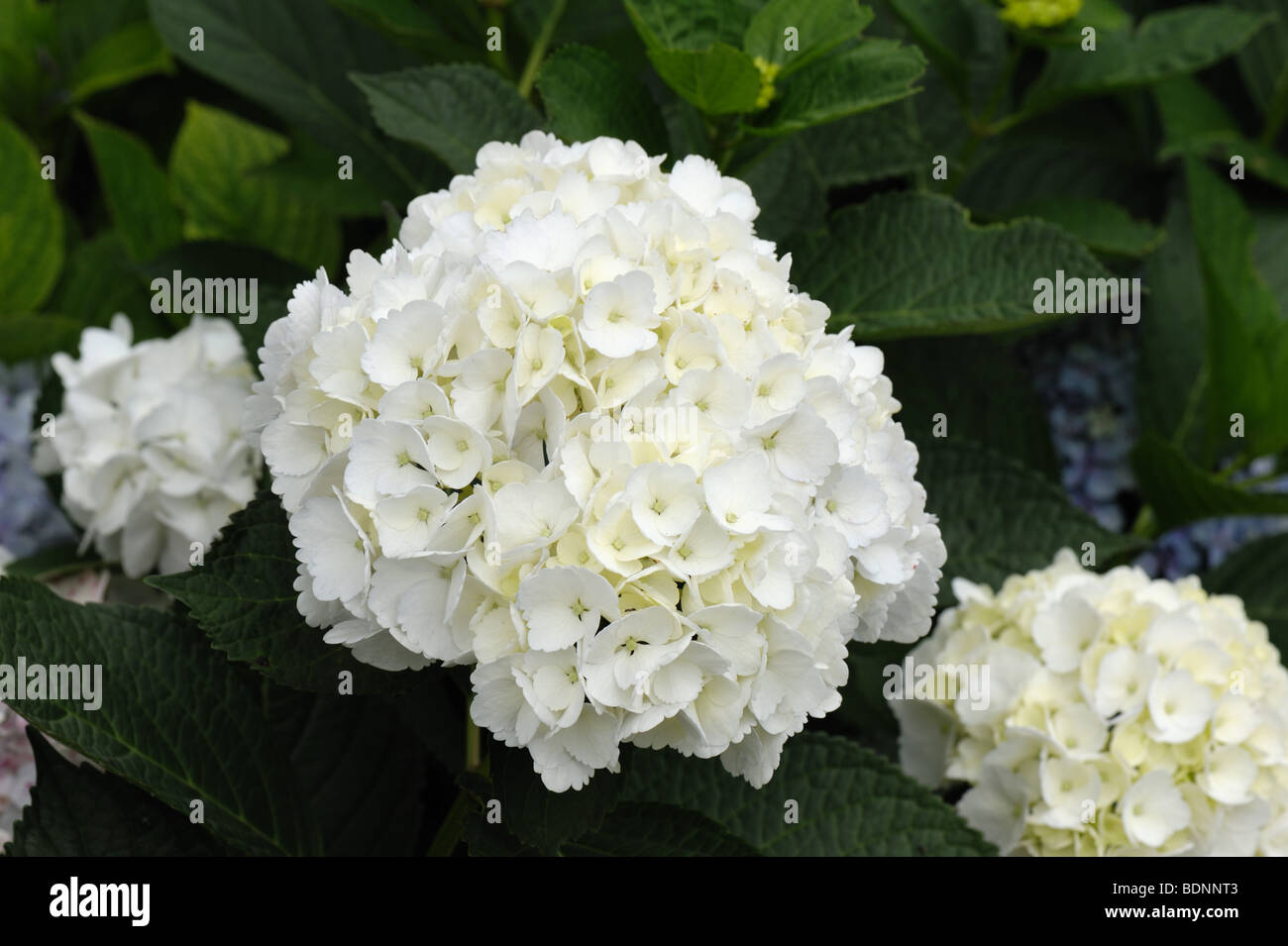 White flowers on Hydrangea macrophylla inm the Botanical Gardens, Funchal, Madeira Stock Photo