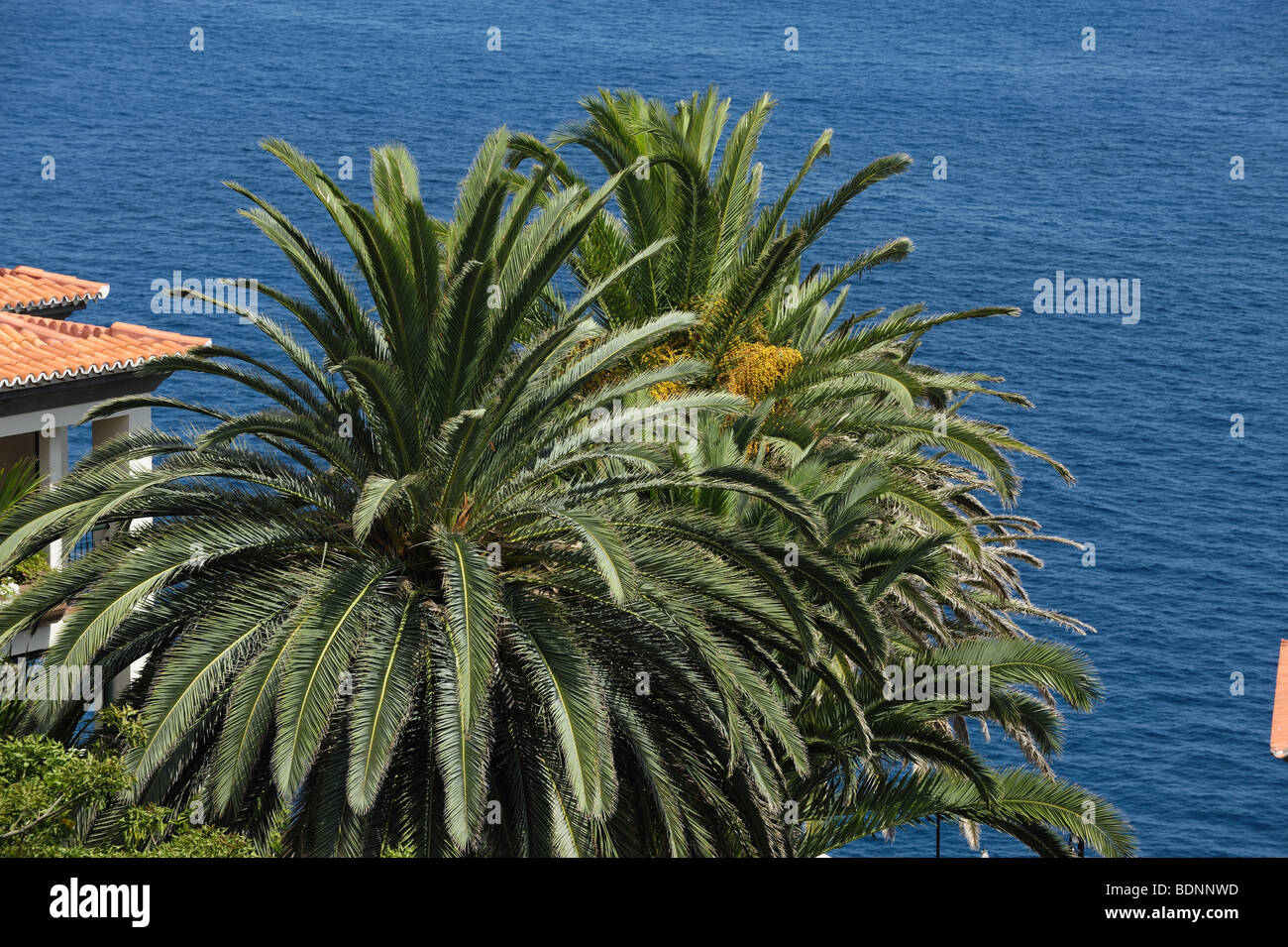 Ornamental palm trees in early fruit set against a blue Atlantic sea, Funchal, Madeira Stock Photo