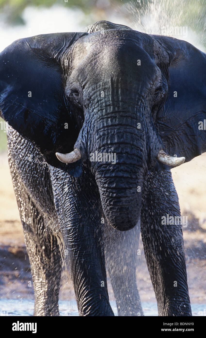 African Elephant (Loxodonta Africana) bathing at waterhole Stock Photo