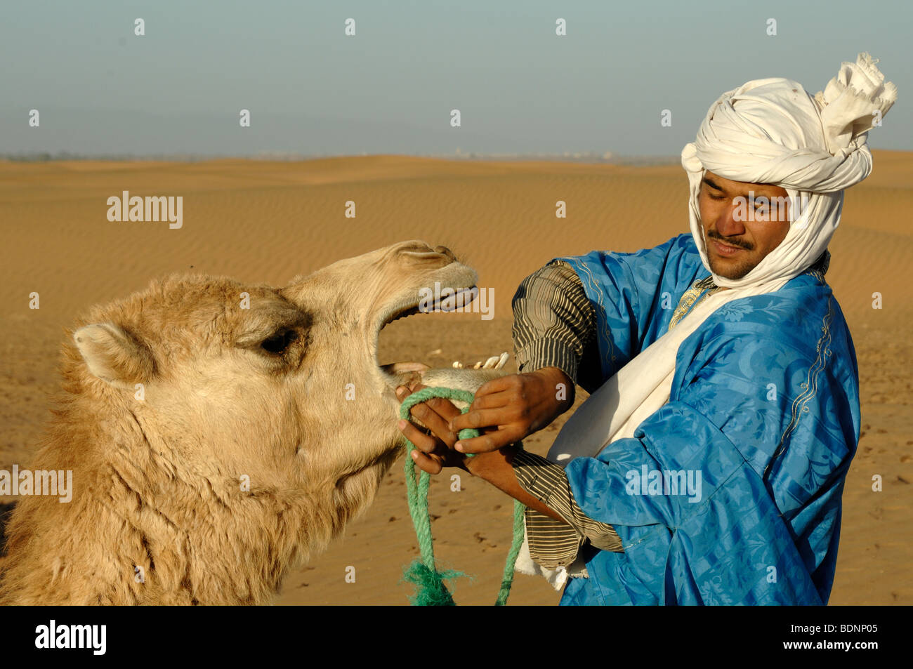 Berber Cameleer or Camel-Driver Preparing a Camel with Rein for a Camel Trek in the Sahara Desert, near Zagora, Morocco Stock Photo