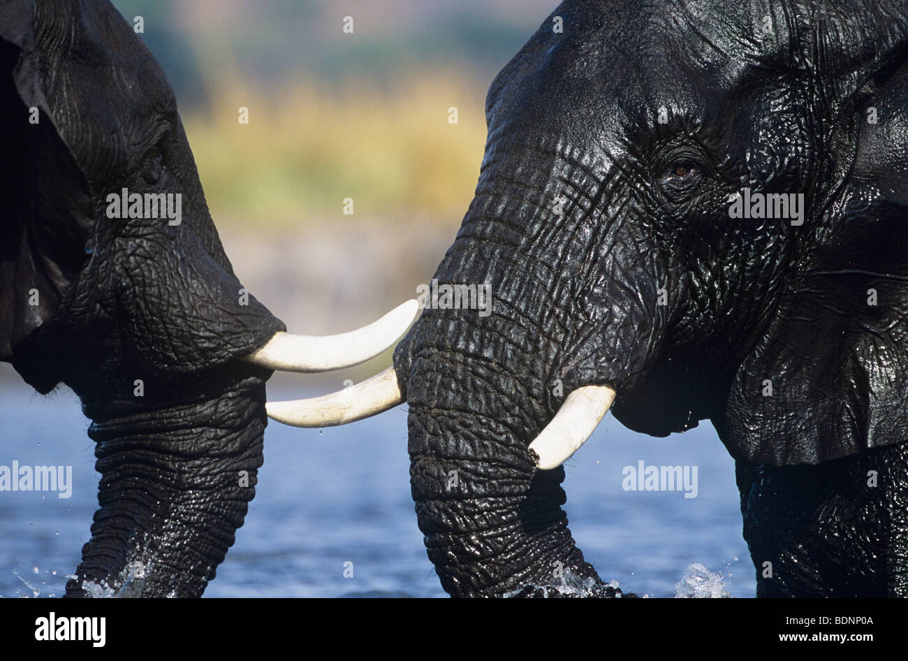 Two African Elephants (Loxodonta Africana) bathing at waterhole Stock Photo