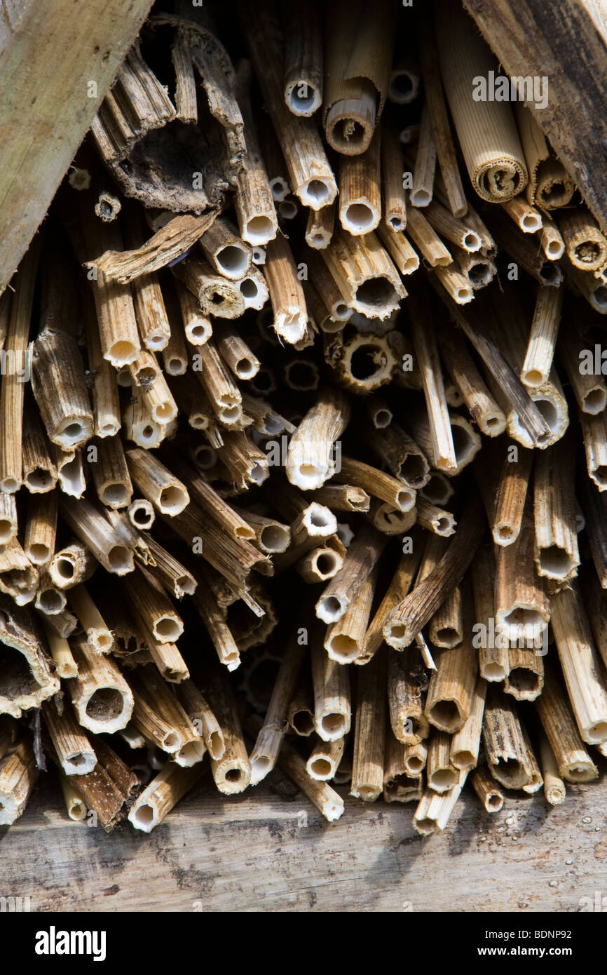 Hollow plant stalks stacked to make an insect or mini-beast refuge Kent UK Stock Photo