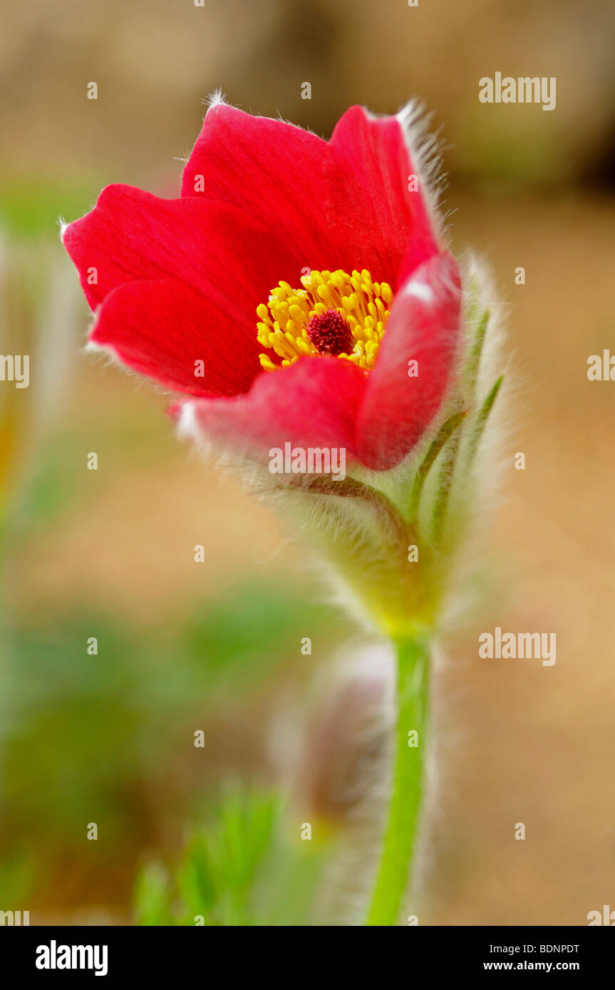 Red pasque flower (Pulsatilla rubra) Stock Photo