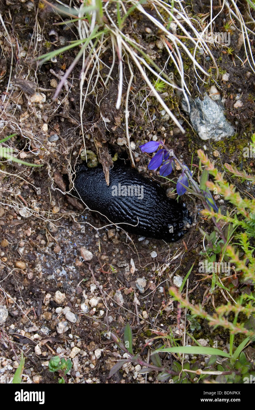 black slug in heath, Loch Doone, Scotland Stock Photo