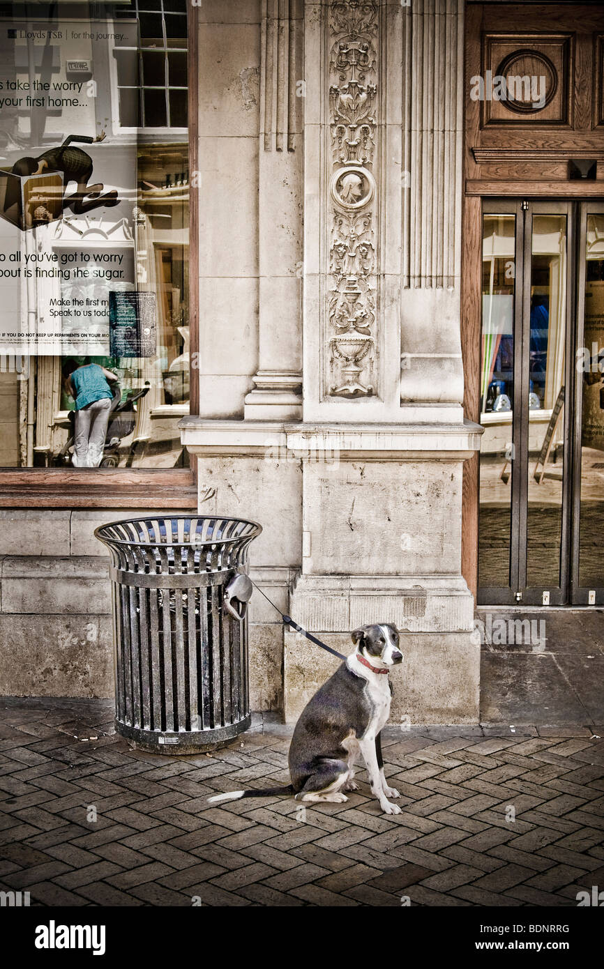 A dog sitting waiting for its owner Stock Photo - Alamy