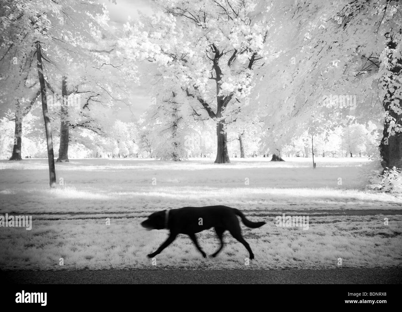 Dog Trot High Resolution Stock Photography and Images Alamy Dog Trot High Resolution Stock Photography and Images Alamy