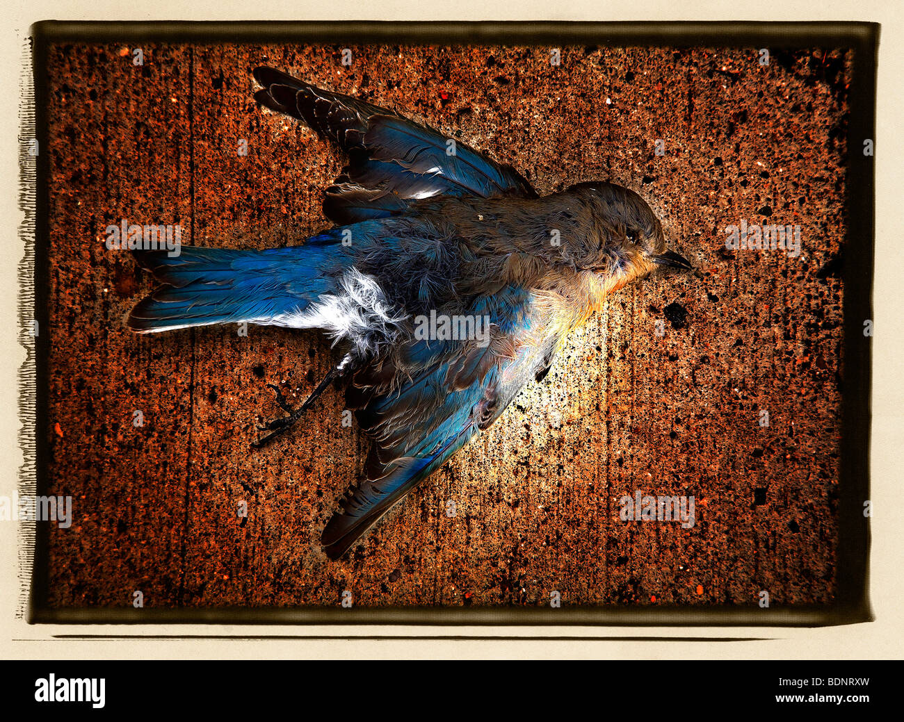 A Dead Bluebird Stock Photo Alamy