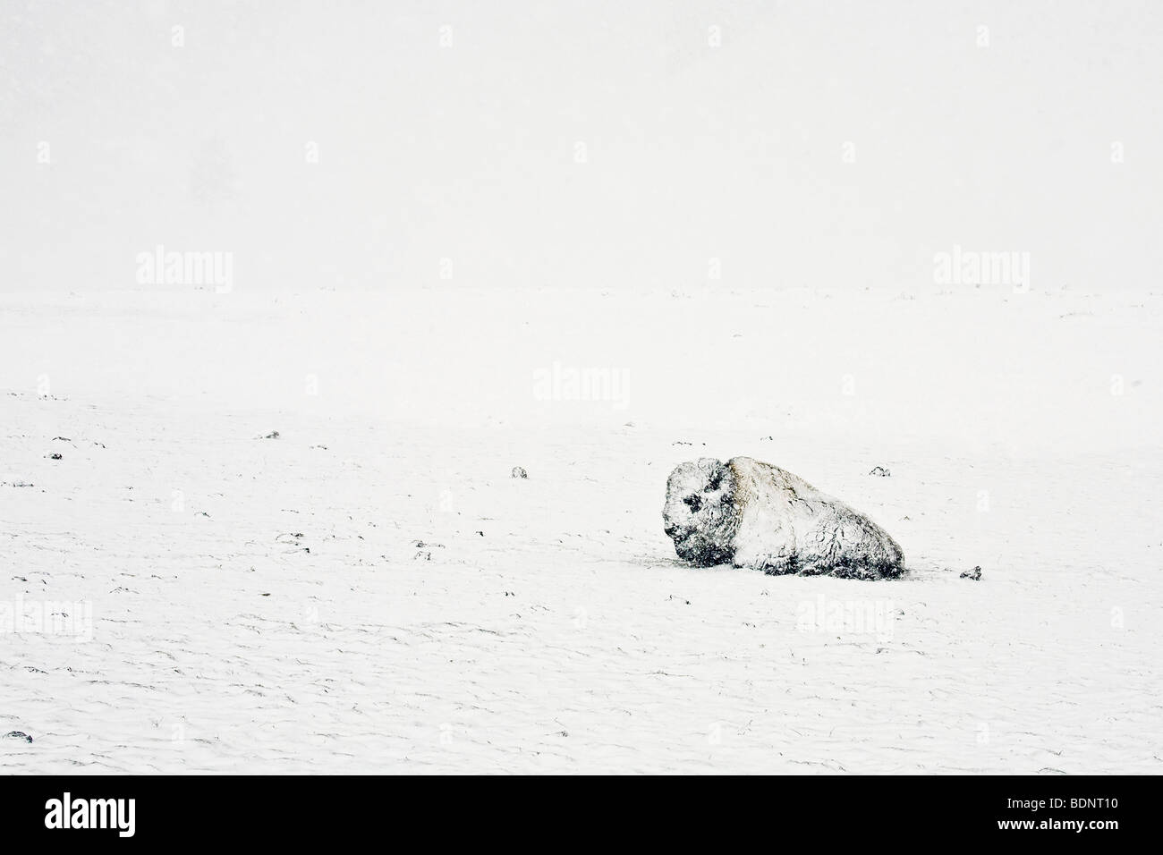 A buffalo in the snow Stock Photo - Alamy