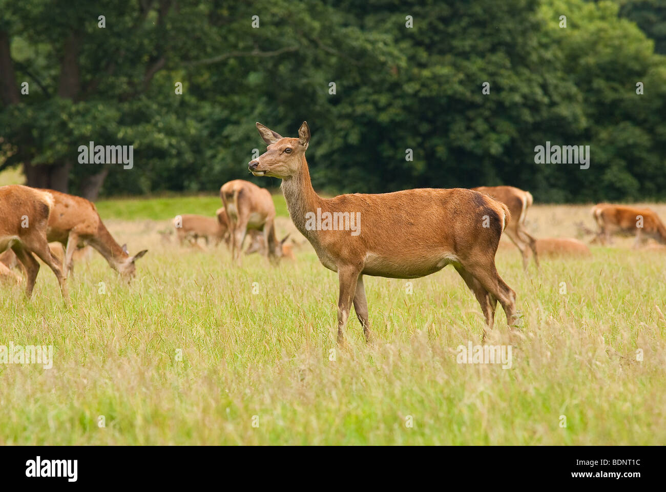 Red Deer hind Stock Photo Alamy Red Deer hind Stock Photo Alamy