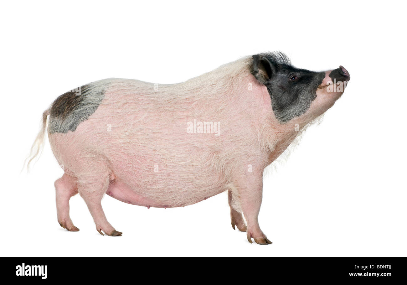 Gottingen minipig hires stock photography and images Alamy