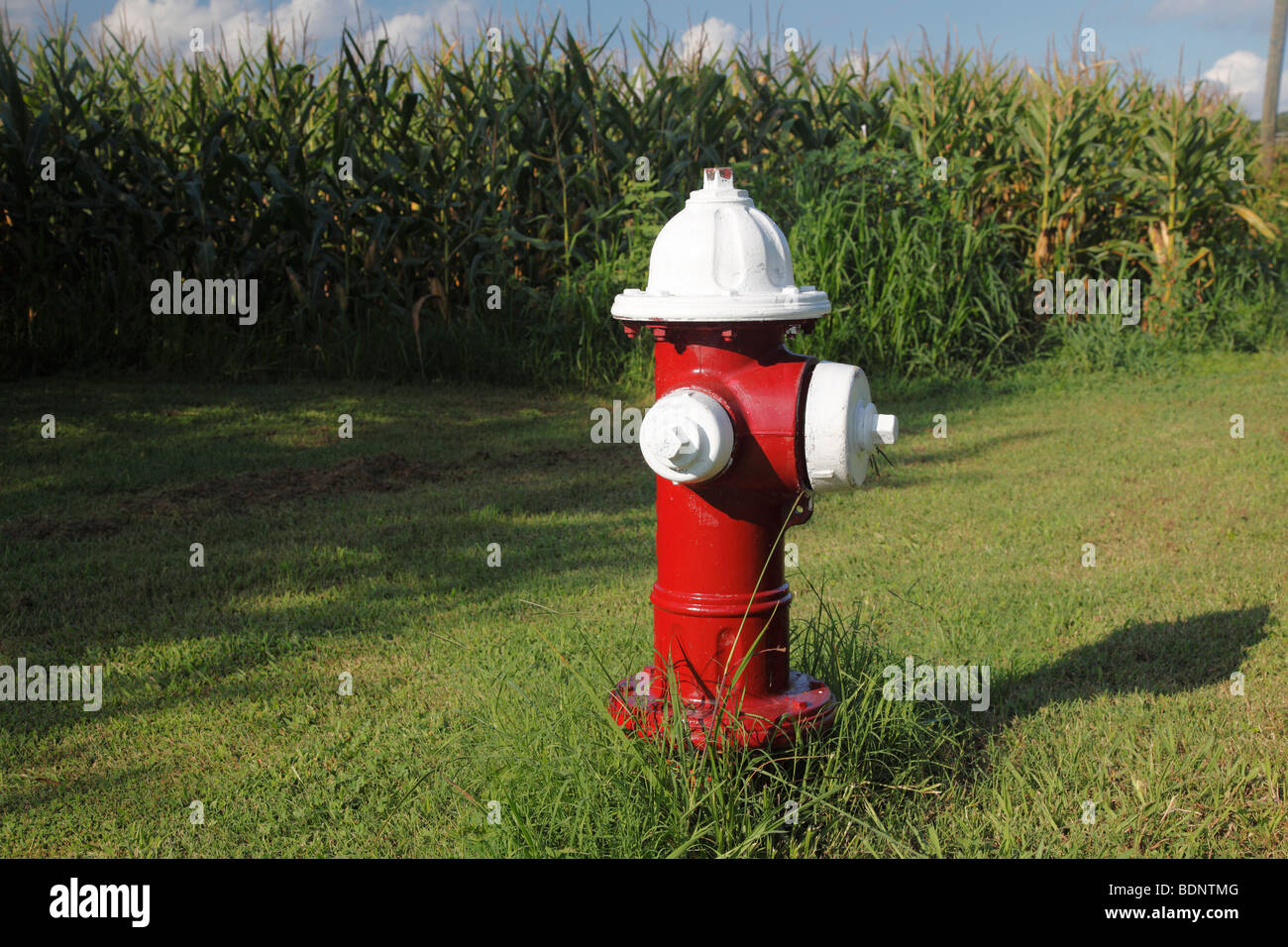Virginian fire hydrant next to corn field. A juxtaposition Stock Photo