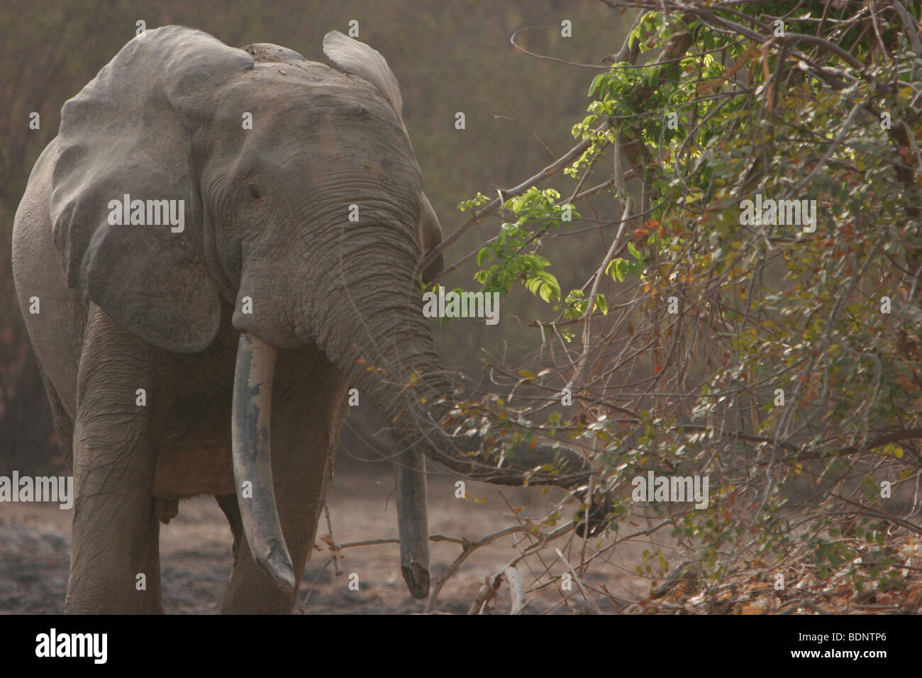 Male Bull Elephant. Mole National Park. Ghana West Africa.  Copyright: Zute Lightfoot, www.lightfootphoto.co.uk Stock Photo