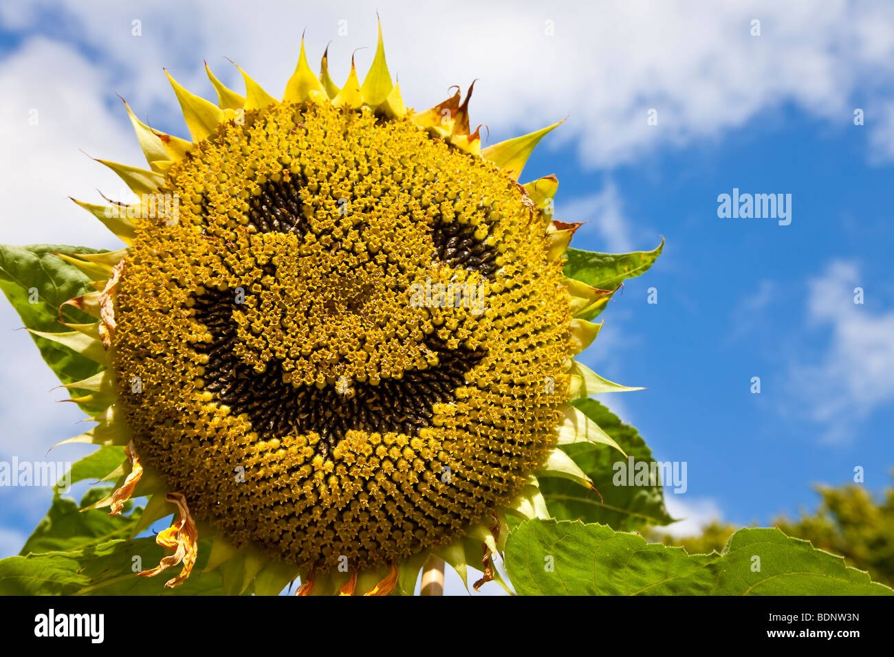 A sunflower with a smiley face created in its seeds. Stock Photo