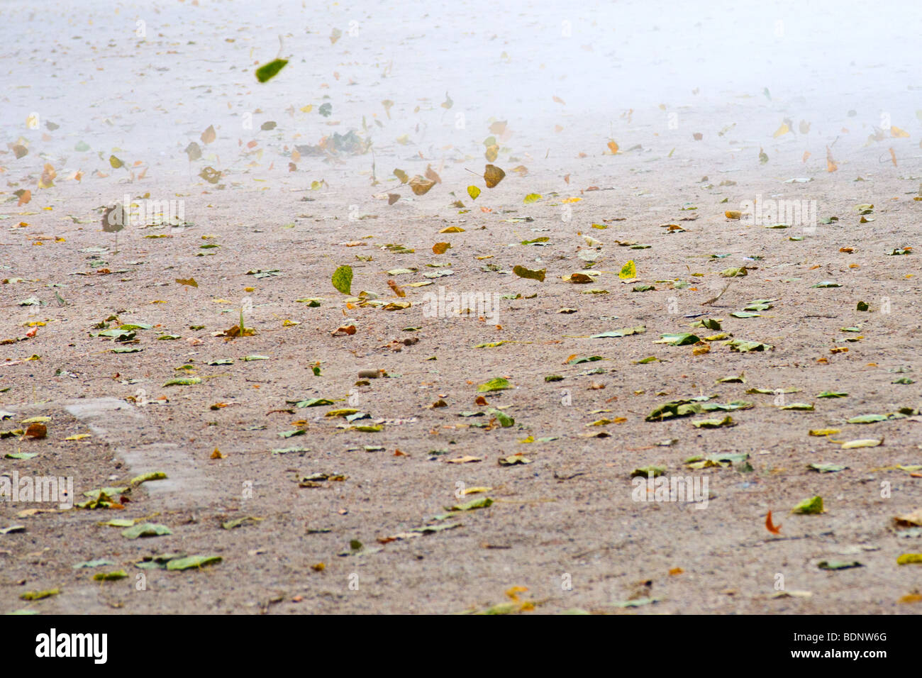 Leaves blowing in the wind Stock Photo Alamy