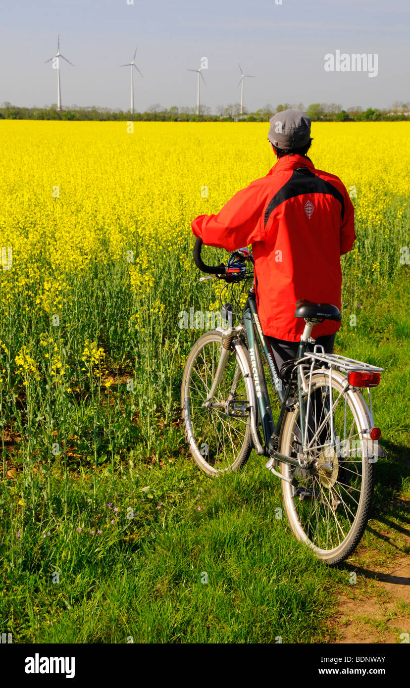 Cyclist in front of flowering field of rape for biodiesel production and wind turbines, renewable energy, Marchfeld, Lower Aust Stock Photo