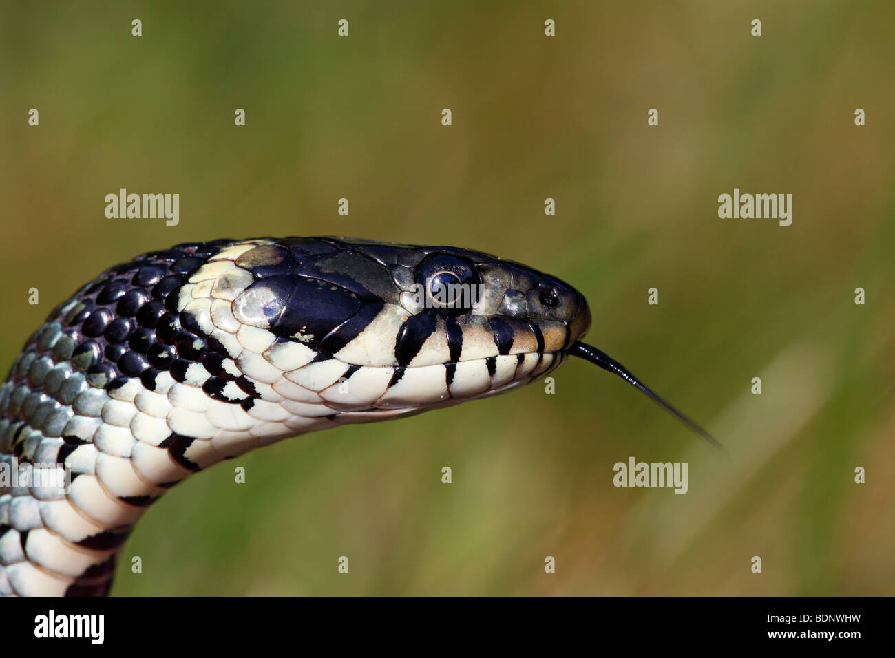 Grass Snake, Ring Snake (Natrix natrix), flickering tongue Stock Photo