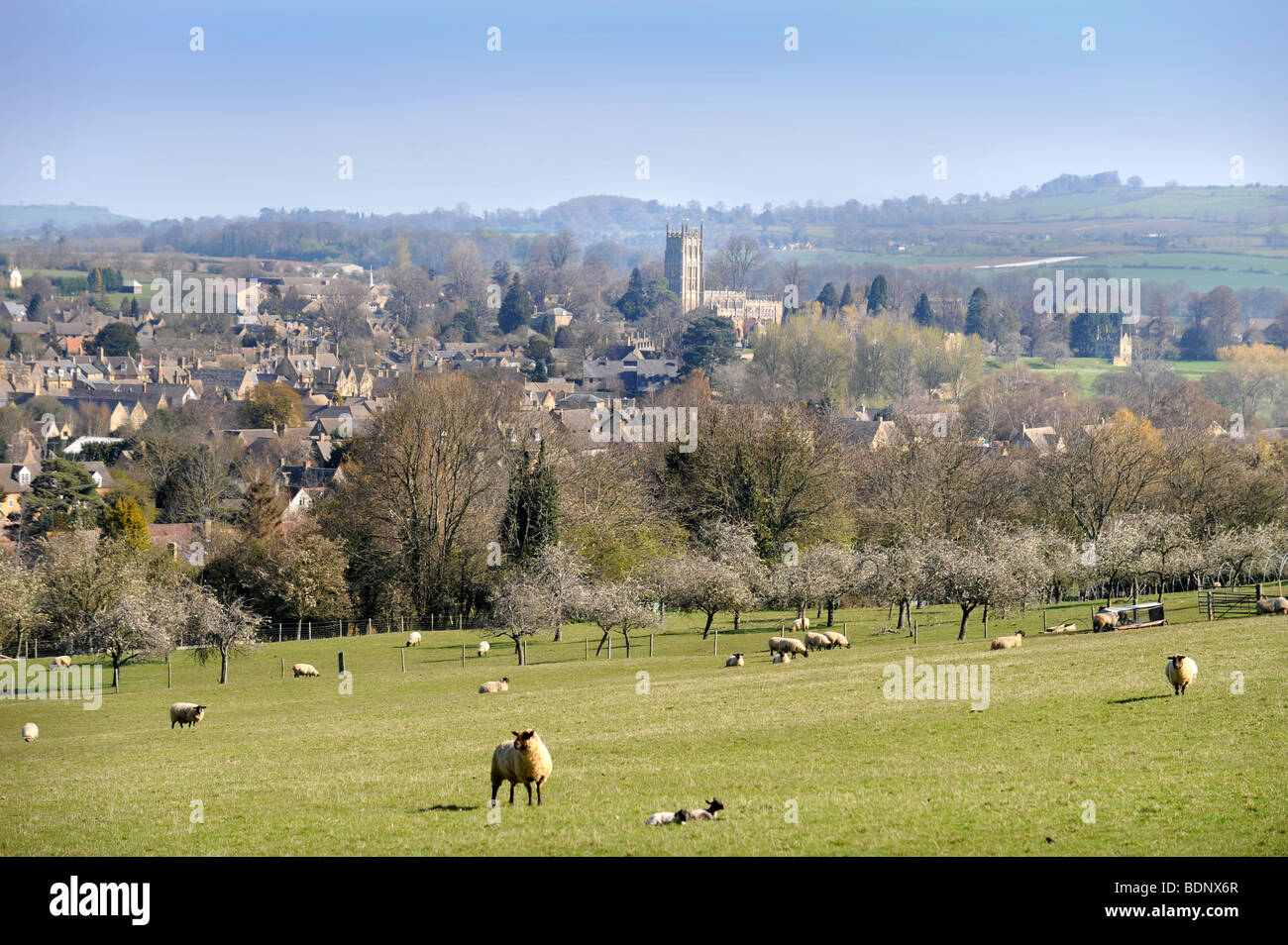 SHEEP IN FIELDS SURROUNDING THE COTSWOLD TOWN OF CHIPPING CAMPDEN GLOUCESTERSHIRE UK Stock Photo