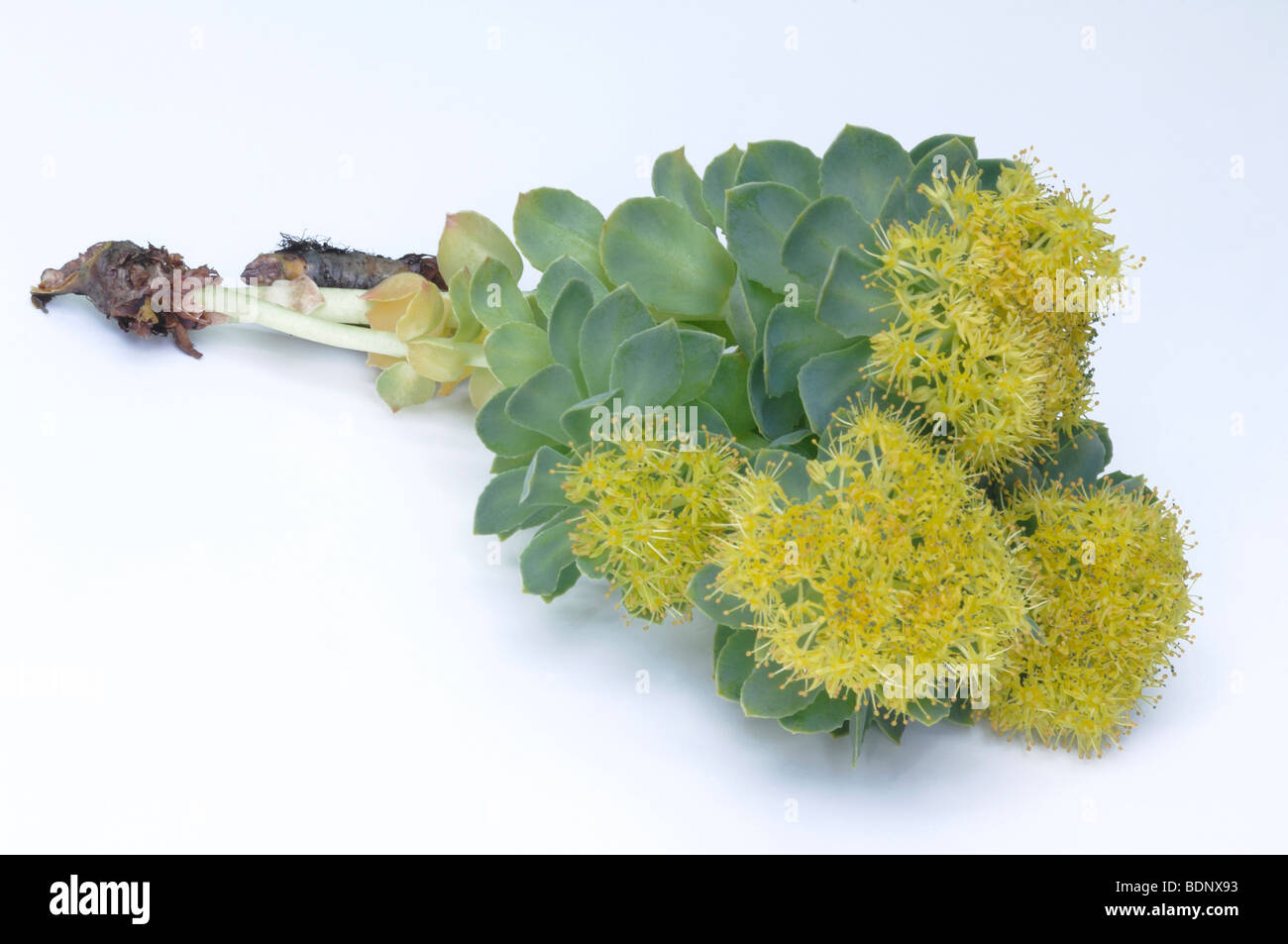 Golden Root, Roseroot (Rhodiola rosea), flowering twigs, studio picture. Stock Photo