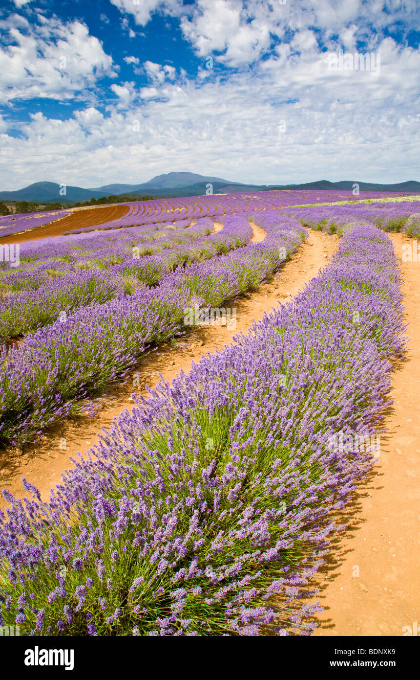 Bridestowe Estate Lavender Farm, Tasmania, Australia Stock Photo Alamy