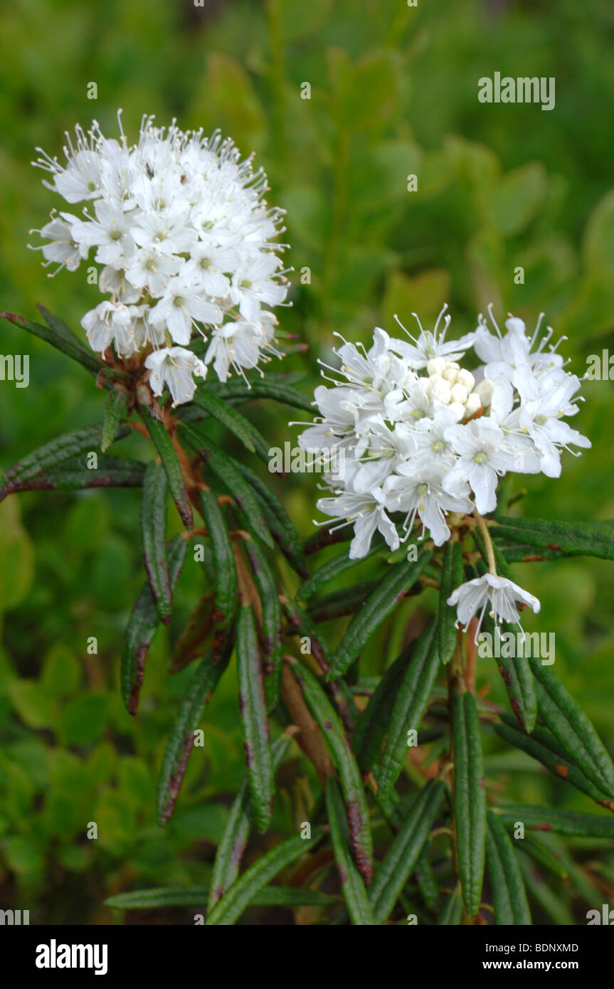 File:Labrador tea shrub in Fundy National Park.jpg - Wikipedia