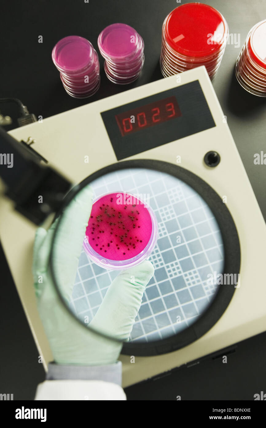 Scientist analyzing bacterial colonies Stock Photo