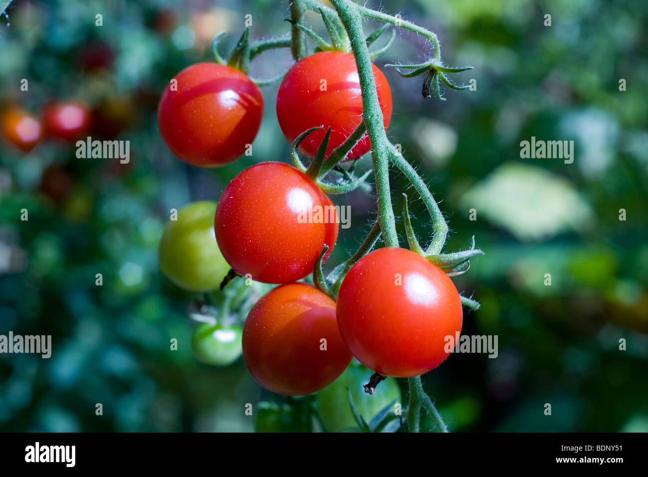 cherry tomatoes on the vine Stock Photo - Alamy