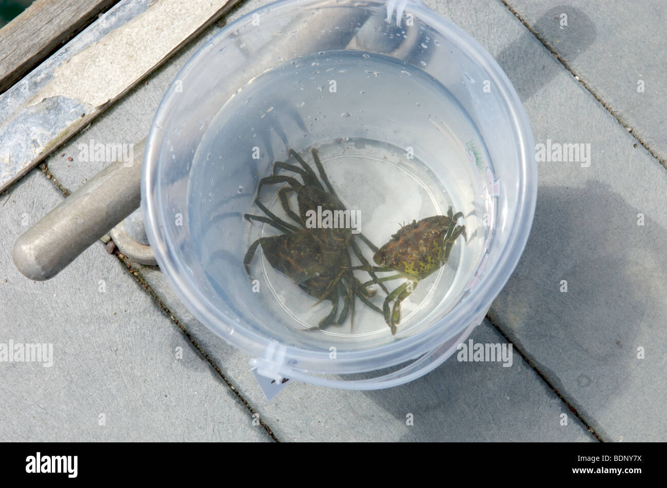 Crabs in a bucket hires stock photography and images Alamy
