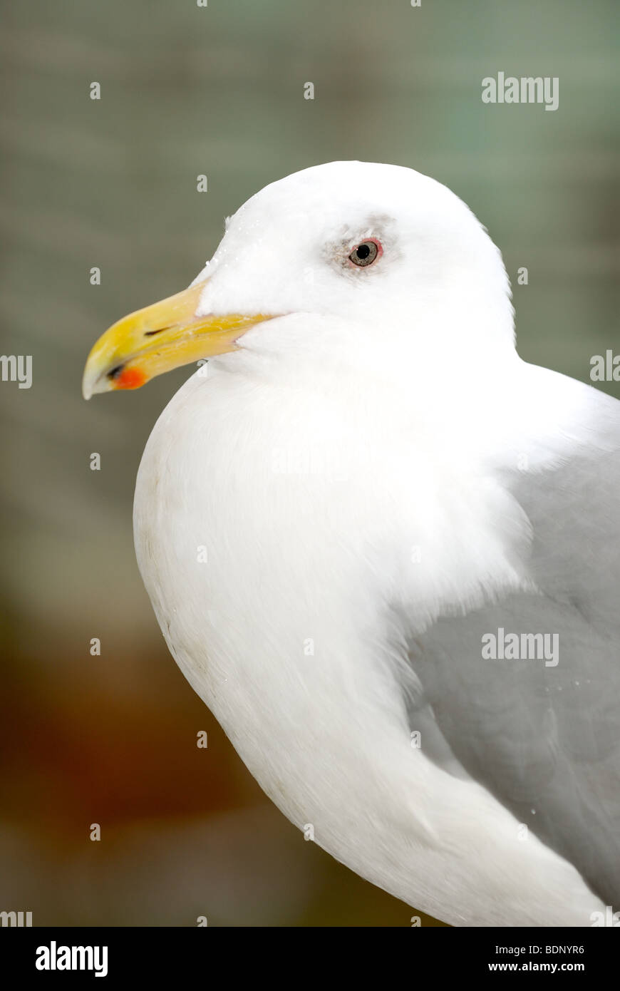 Portrait of a Glaucous-Winged Gull Stock Photo