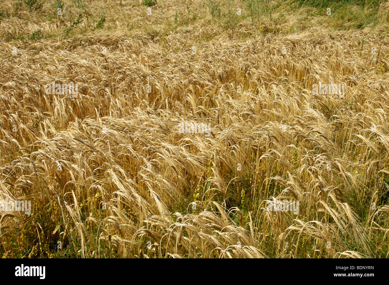 Barley field swaying hi-res stock photography and images - Alamy