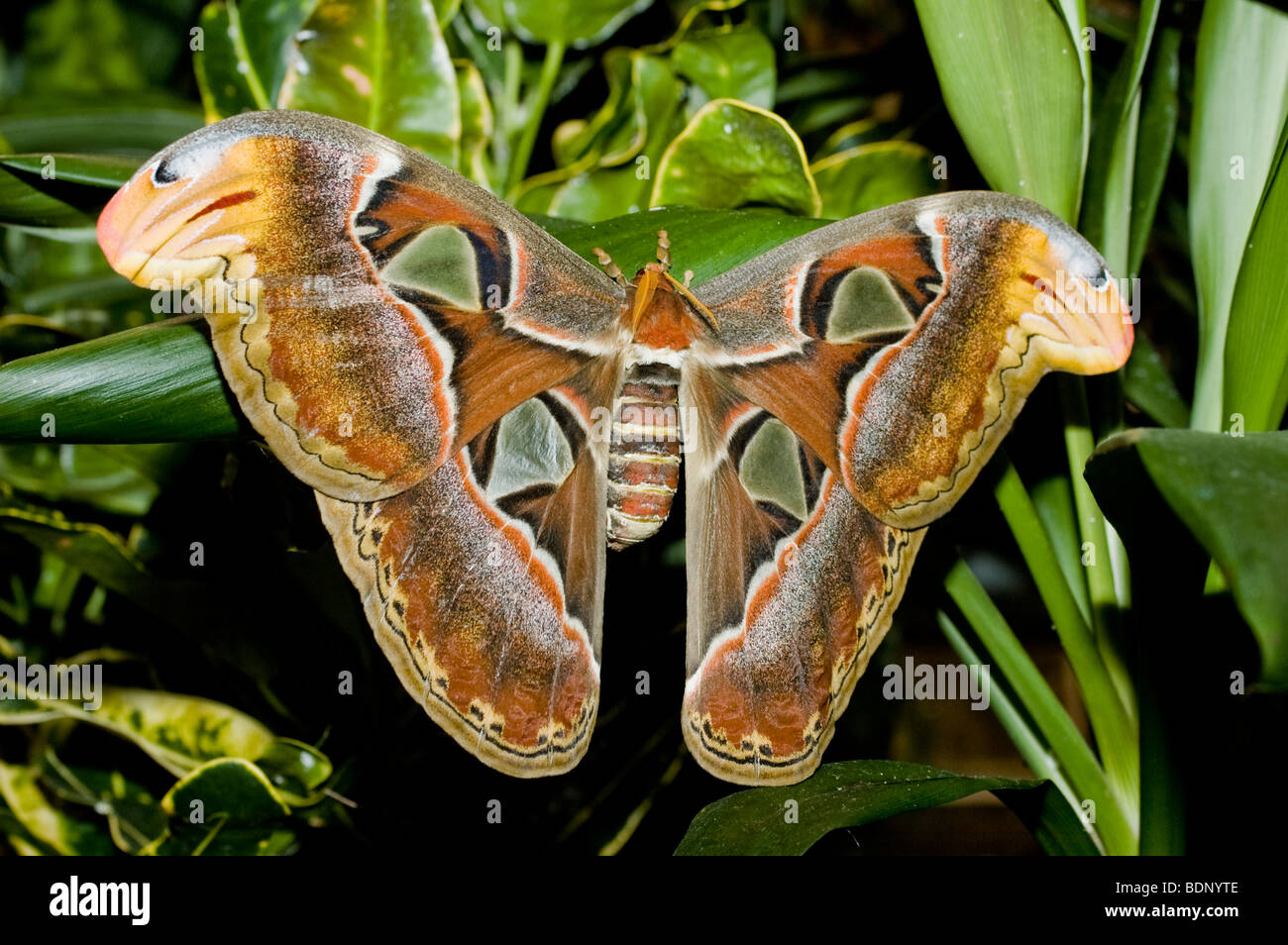 Atlas moth generally considered the largest moth in the world Stock