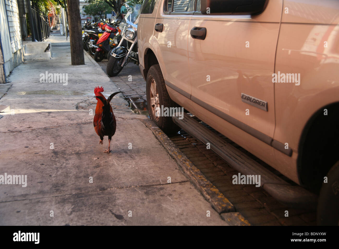 Rooster in Key West, Florida. Wild roosters and chickens are commonly